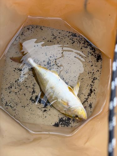 シオの釣果