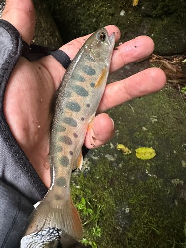 ヤマメの釣果