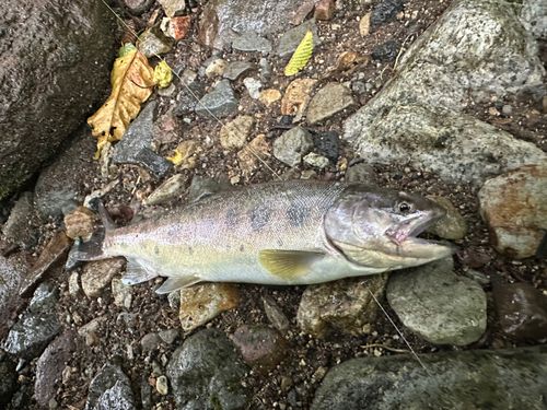 ヤマメの釣果