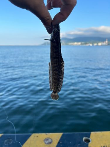 ギンポの釣果