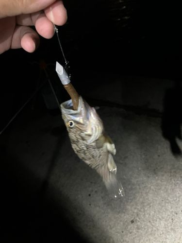 ソイの釣果
