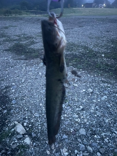 ナマズの釣果