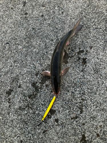 ウグイの釣果