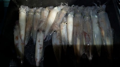 アカイカの釣果
