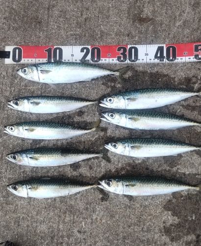 サバの釣果