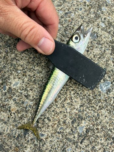 サバの釣果