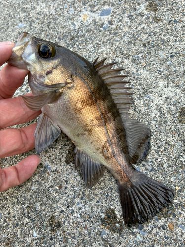 メバルの釣果