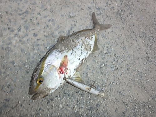 ネリゴの釣果