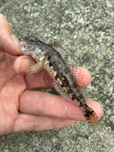 アナハゼの釣果