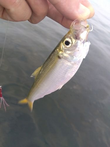 サッパの釣果