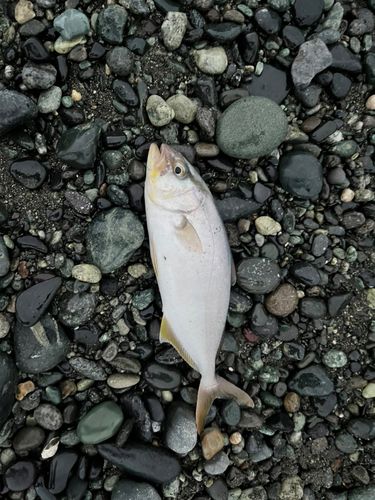 ショゴの釣果