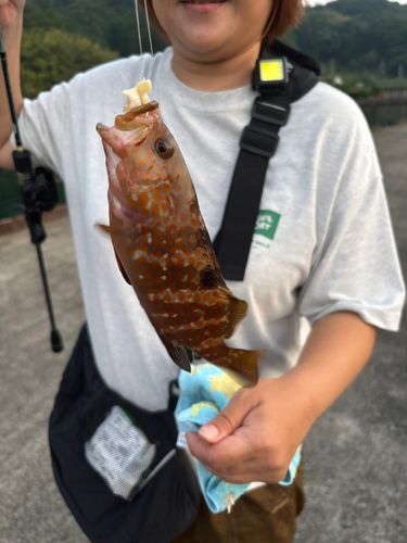 アコウの釣果