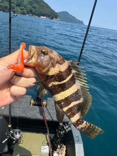 アオハタの釣果