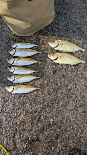 ショゴの釣果