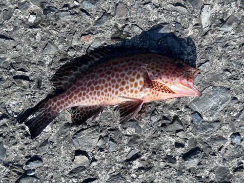 オオモンハタの釣果