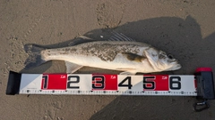 スズキの釣果