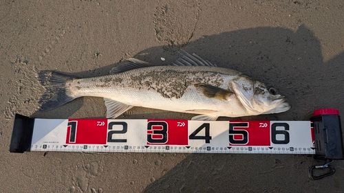 スズキの釣果