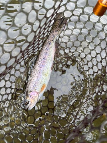 ニジマスの釣果