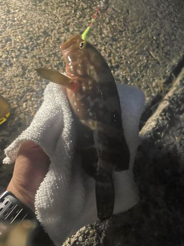 アコウの釣果