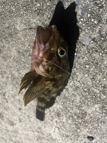カサゴの釣果