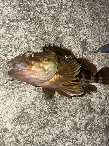 カサゴの釣果