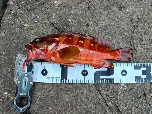 アカハタの釣果