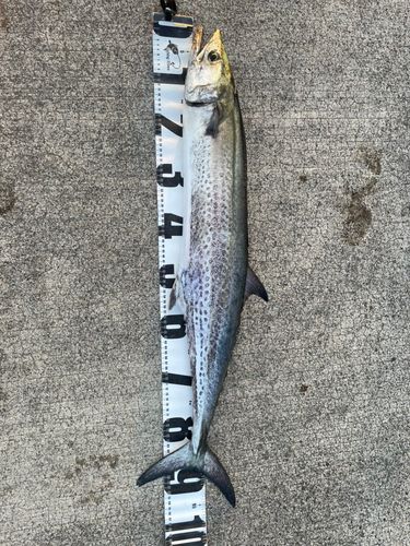 サワラの釣果