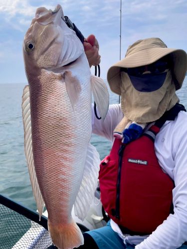 シロアマダイの釣果