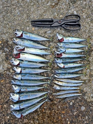サバの釣果
