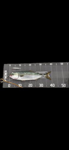 イナダの釣果