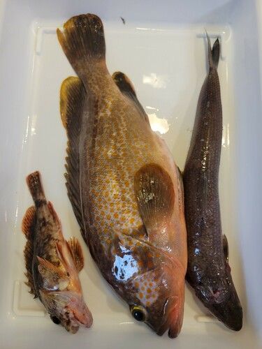 キジハタの釣果