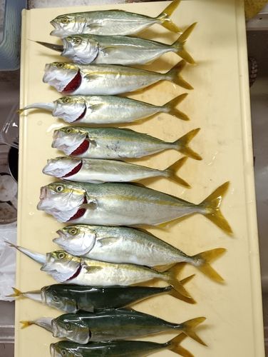 ツバスの釣果