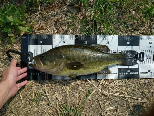 ブラックバスの釣果