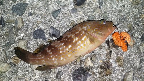 キジハタの釣果