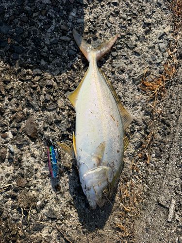ネリゴの釣果