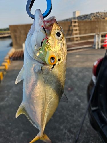メッキの釣果