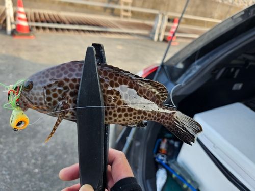 メッキの釣果