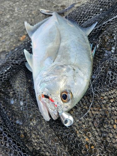 メッキの釣果