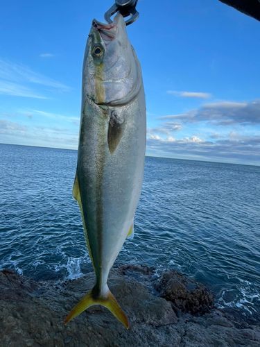 イナダの釣果