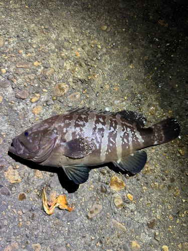 クエの釣果