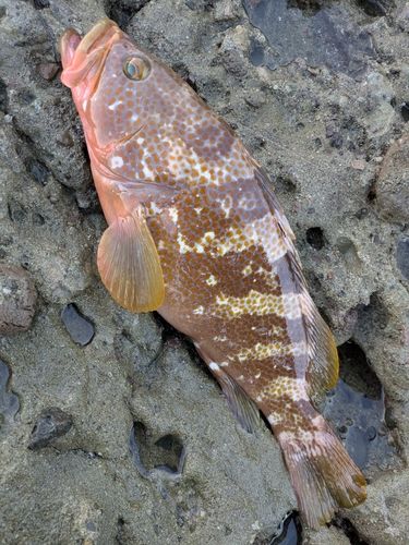 キジハタの釣果