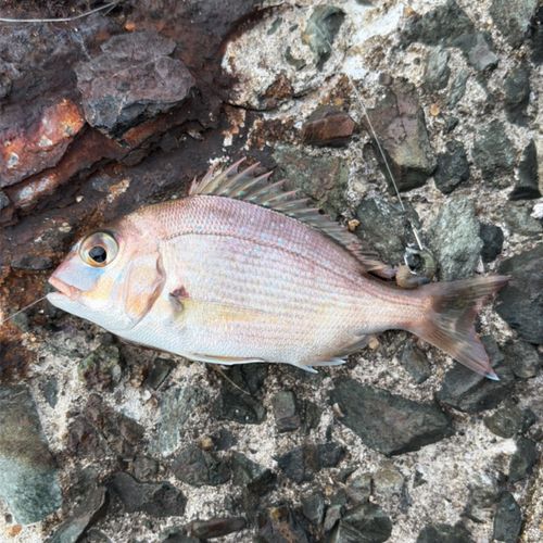 ヒイラギの釣果