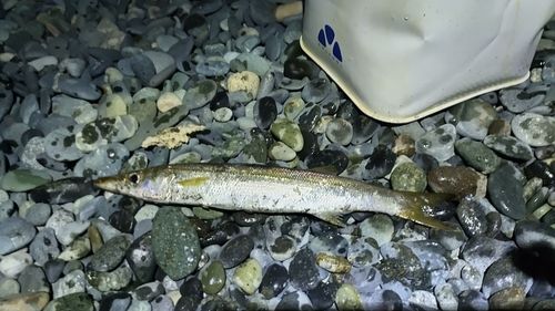 カマスの釣果