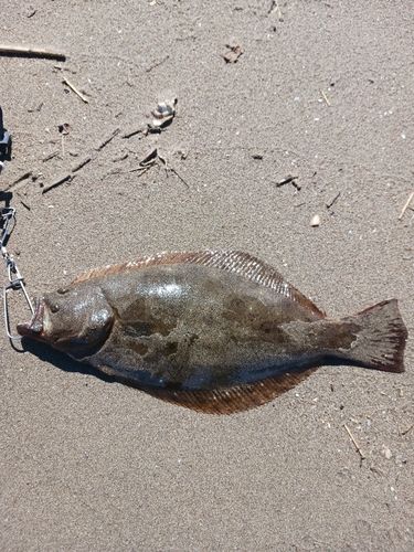 ヒラメの釣果