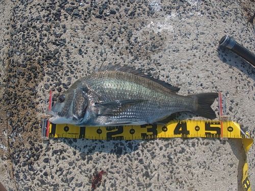 チヌの釣果