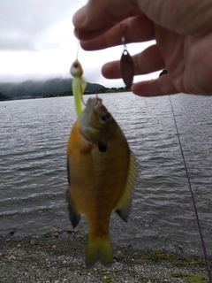 ブルーギルの釣果