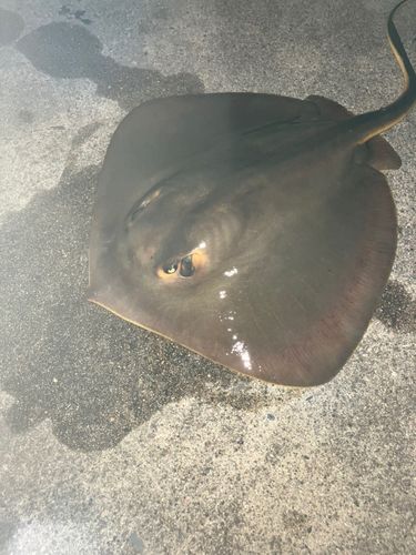 エイの釣果