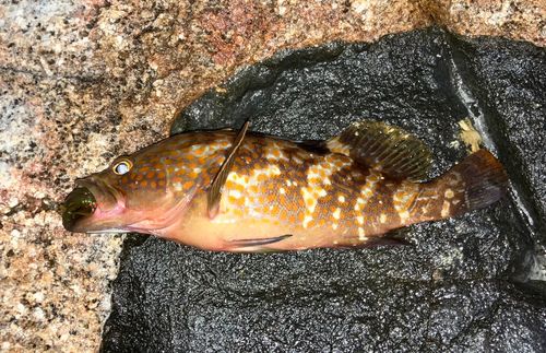 キジハタの釣果