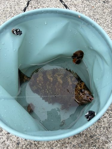 アイゴの釣果