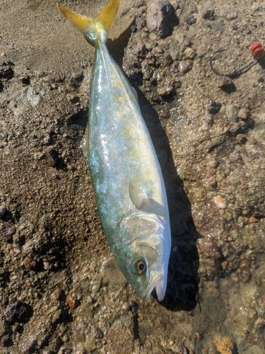 ワカシの釣果